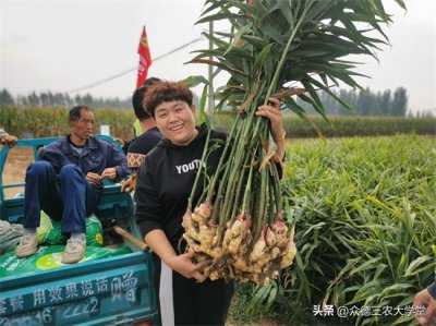 今日安丘大姜最新價格，市場走勢深度解析