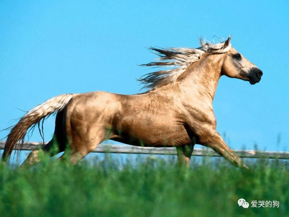 探索未知，今晚澳門特馬開(kāi)什么與神秘的四不像