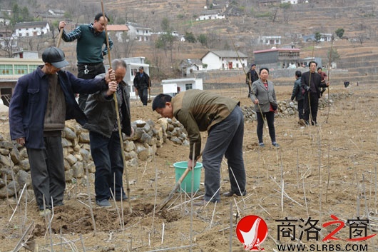 山陽(yáng)縣楊地鎮(zhèn)最新消息概覽