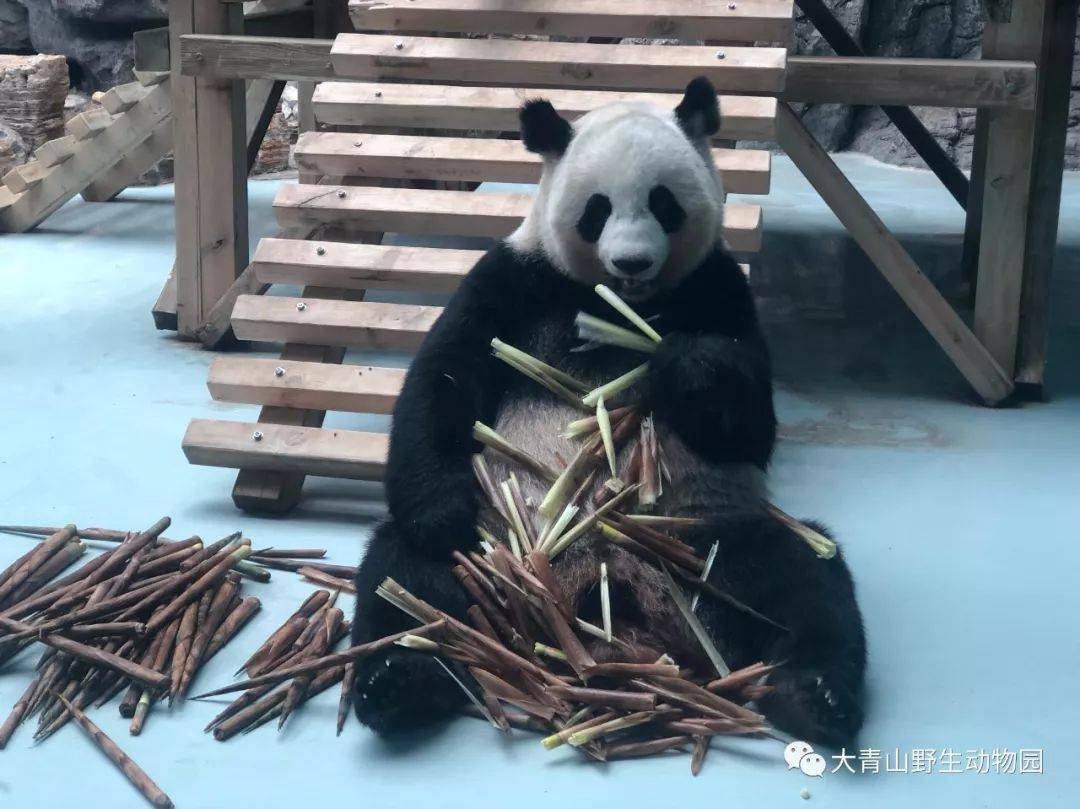 長春野生動(dòng)物園最新消息